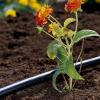 Dây tưới nhỏ giọt 1 2 inch Gardena 01347-20